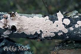 Attēlu rezultāti vaicājumam “Corticium roseum”