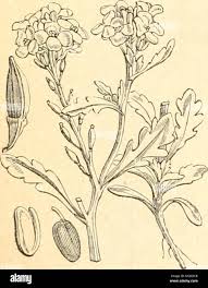 Attēlu rezultāti vaicājumam “Agrotis ripae”