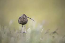 Attēlu rezultāti vaicājumam “Numenius arquata adult”