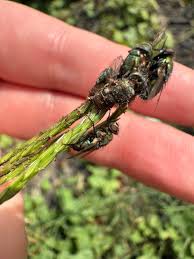 Attēlu rezultāti vaicājumam “Entomophthora”