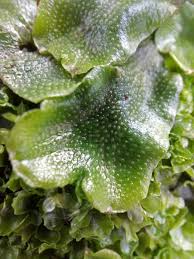 Attēlu rezultāti vaicājumam “Conocephalum conicum”