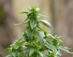 Attēlu rezultāti vaicājumam “Mercurialis perennis fruit”