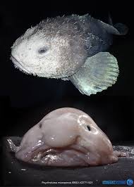 Image result for blobfish