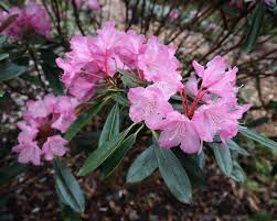 Attēlu rezultāti vaicājumam “Diderma radiatum”