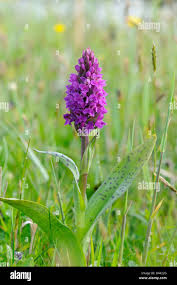 Attēlu rezultāti vaicājumam “Dactylorhiza incarnata flower”