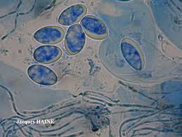 Attēlu rezultāti vaicājumam “Porpidia macrocarpa”