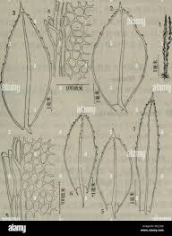 Attēlu rezultāti vaicājumam “Mnium marginatum”