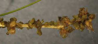 Attēlu rezultāti vaicājumam “Stuckenia filiformis leaf”