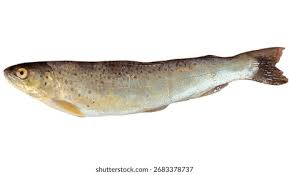 Image result for Salmo pallaryi