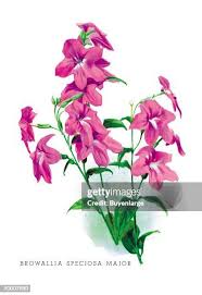 Image result for Browallia speciosa