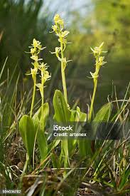 Attēlu rezultāti vaicājumam “Linaria loeselii flower”