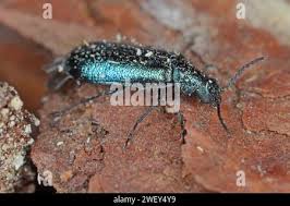 Attēlu rezultāti vaicājumam “Dasytes caeruleus imago”