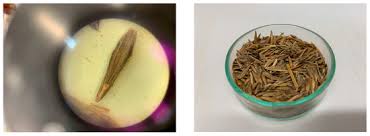 Attēlu rezultāti vaicājumam “Bromopsis inermis fruit”