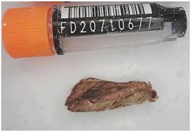 Attēlu rezultāti vaicājumam “Cosmia pyralina”