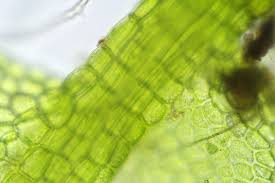 Attēlu rezultāti vaicājumam “Cephalozia loitlesbergeri”