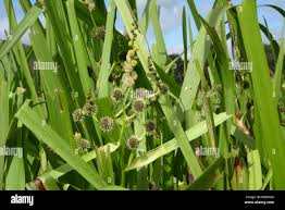 Attēlu rezultāti vaicājumam “Sparganium erectum aggr. leaf”