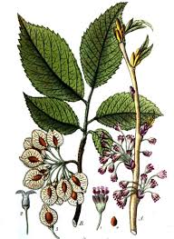 Attēlu rezultāti vaicājumam “Ulmus laevis leaf”
