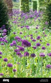 Attēlu rezultāti vaicājumam “Allium holandicum flower”