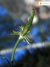 Attēlu rezultāti vaicājumam “Myosurus minimus flower”
