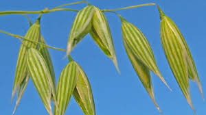 Attēlu rezultāti vaicājumam “Avena sativa fruit”