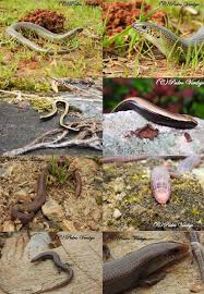 Attēlu rezultāti vaicājumam “Lycogala alisaulianovae young”