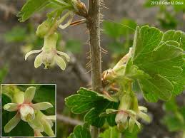 Attēlu rezultāti vaicājumam “Ribes uva-crispa flower”