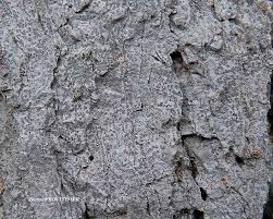 Attēlu rezultāti vaicājumam “Phlyctis agelaea”