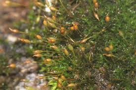 Attēlu rezultāti vaicājumam “Gymnostomum aeruginosum”