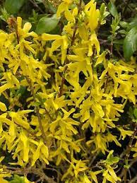 Attēlu rezultāti vaicājumam “Forsythia viridissima”