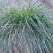 Attēlu rezultāti vaicājumam “Carex paniculata”