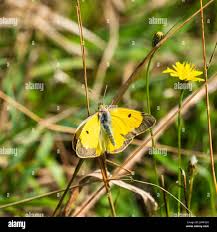 Attēlu rezultāti vaicājumam “Colias croceus”