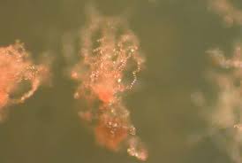 Attēlu rezultāti vaicājumam “Diderma testaceum young”