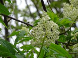 Attēlu rezultāti vaicājumam “Sambucus racemosa”