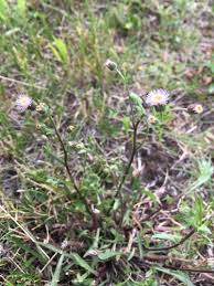 Attēlu rezultāti vaicājumam “Erigeron acris”