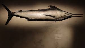 Image result for Istiompax indica