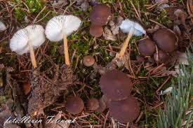 Attēlu rezultāti vaicājumam “Strobilurus esculentus”