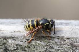 Attēlu rezultāti vaicājumam “Sericomyia silentis”