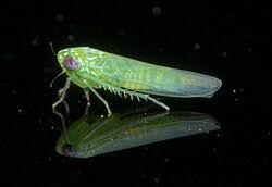 Attēlu rezultāti vaicājumam “Empoasca sp.”