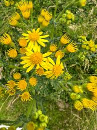 Attēlu rezultāti vaicājumam “Jacobaea vulgaris leaf”