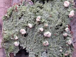 Attēlu rezultāti vaicājumam “Icmadophila ericetorum”