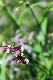 Attēlu rezultāti vaicājumam “Lathyrus palustris flower”