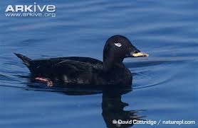 Attēlu rezultāti vaicājumam “Melanitta fusca male”