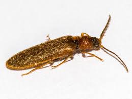 Attēlu rezultāti vaicājumam “Denticollis linearis”