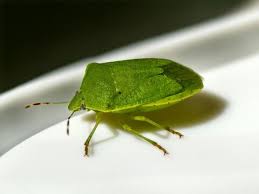 Attēlu rezultāti vaicājumam “Pentatomidae”