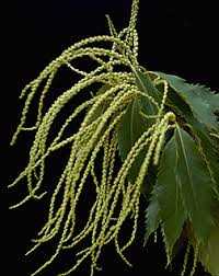 Image result for Dendroica castanea
