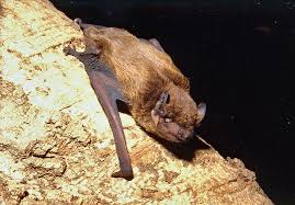 Attēlu rezultāti vaicājumam “Nyctalus leisleri”