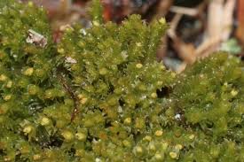 Attēlu rezultāti vaicājumam “Lophozia ventricosa”