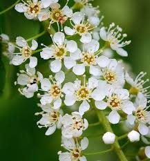 Attēlu rezultāti vaicājumam “Prunus serotina flower”