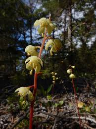 Attēlu rezultāti vaicājumam “Pyrola chlorantha bud”
