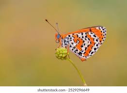 Attēlu rezultāti vaicājumam “Melitaea didyma underside”